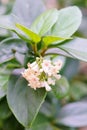 White Alligator weed flower Royalty Free Stock Photo