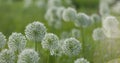 White Allium circular globe shaped flowers blow in the wind