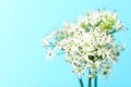 White allium flowers on blue background