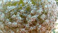 White Allium giganteum or giant onion flower texture