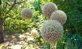 White Allium giganteum or giant onions in garden