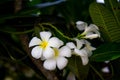 White Almeria flower bloom
