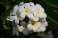 White Almeria flower bloom