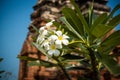 White Almeria flower bloom