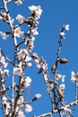 White Almond blossom flower against a blue sky, vernal blooming of almond tree flowers in Spain, spring, almond nut close up with Royalty Free Stock Photo