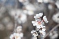 White Almond blossom flower against a blue sky, vernal blooming of almond tree flowers in Spain, spring, almond nut close up with Royalty Free Stock Photo