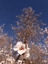 White Almond blossom flower against a blue sky, vernal blooming of almond tree flowers in Spain, spring, almond nut close up with Royalty Free Stock Photo