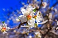 White almond blossoms against the blue sky Royalty Free Stock Photo