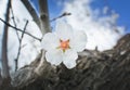 White almond flower closeup Royalty Free Stock Photo