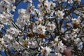 White almond flowers and almond fruits  with blue sky Royalty Free Stock Photo