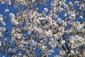White almond flowers in tree with blue sky Royalty Free Stock Photo