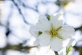White almond pistil Royalty Free Stock Photo