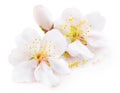 White almond tree blossoms isolated Royalty Free Stock Photo