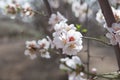 White Almond tree flowers focus over blurred branches background early spring seasonal plant blooming Royalty Free Stock Photo