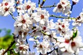 White almond tree flowers in spring. Almond fields. Royalty Free Stock Photo