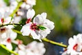 White almond tree flowers in spring. Almond fields. Royalty Free Stock Photo