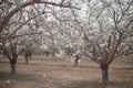 White Almond trees blossom in the grove early spring blooming