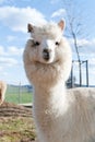 White Alpaca Royalty Free Stock Photo