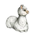 White alpaca animal. Hand drawn illustration. Farm llama portrait image. Cute laying alpaca element. Domestic farm and