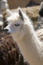 White Alpaca with Blue Eyes Royalty Free Stock Photo