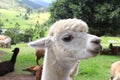 Adorable white Alpaca in close up Royalty Free Stock Photo