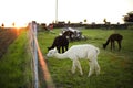 White alpaca at farm, sunset lights. Farm, coutrylife.