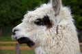 Alpaca head profile view white wool lama portrait farm animal llama livestock Royalty Free Stock Photo