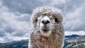 White Alpaca Royalty Free Stock Photo