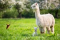 White Alpaca with offspring Royalty Free Stock Photo