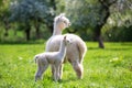 White Alpaca with offspring Royalty Free Stock Photo