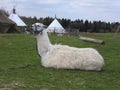 White Alpaca with offspring, South American mammal Royalty Free Stock Photo