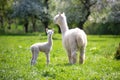 White Alpaca with offspring Royalty Free Stock Photo