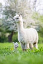 White Alpaca with offspring