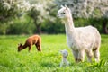 White Alpaca with offspring Royalty Free Stock Photo