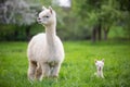 White Alpaca with offspring