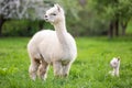 White Alpaca with offspring Royalty Free Stock Photo