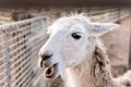 white alpaca with open mouth. Royalty Free Stock Photo