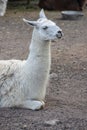 white alpaca with open mouth. close-up of a llama in his paddock on a farm Royalty Free Stock Photo
