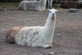 white alpaca with open mouth. close-up of a llama in his paddock on a farm Royalty Free Stock Photo