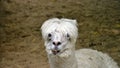 White Alpaca Vicugna pacos