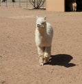 White Alpaca walking toward the camera in a fenced barnyard