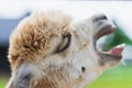 White alpaca yawning with mouth open looking up on farm. white alpaca llama head with mouth open. summer day outdoors