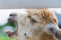 White alpaca yawning with mouth open looking up on farm. white alpaca llama head with mouth open. summer day outdoors Royalty Free Stock Photo