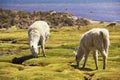 White alpacas graze in Lauca National park, circa Putre, Chile. Royalty Free Stock Photo