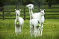 White alpacas, mother and crias