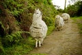 White Alpacas in a trio