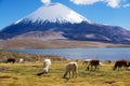 White alpacas Vicugna pacos graze at the Chungara lake shore in Lauca National park near Putre, Chile.