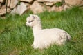 White Alpaka in the Grass Royalty Free Stock Photo