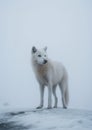 White Alpha Wolf in Winter. Graceful Majesty in the Snow. Generative AI