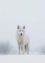 White Alpha Wolf in Winter. Graceful Majesty in the Snow. Generative AI